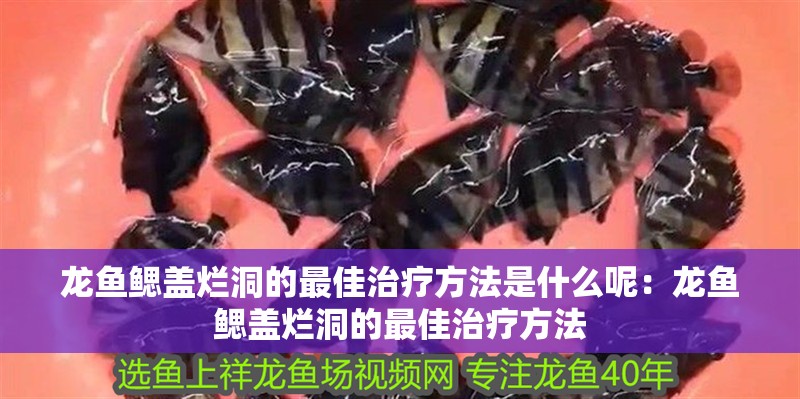 龍魚鰓蓋爛洞的最佳治療方法是什么呢：龍魚鰓蓋爛洞的最佳治療方法