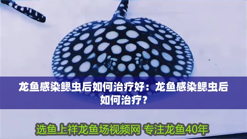 龍魚感染鰓蟲后如何治療好：龍魚感染鰓蟲后如何治療？