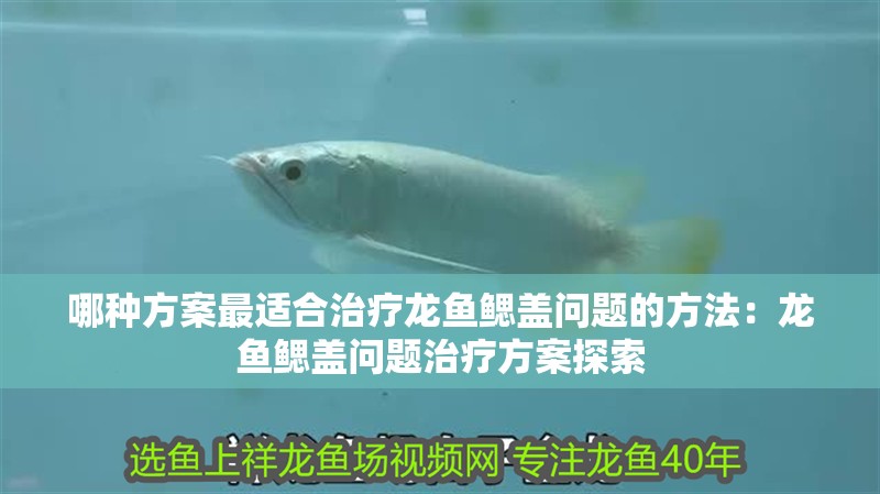 哪種方案最適合治療龍魚鰓蓋問題的方法：龍魚鰓蓋問題治療方案探索