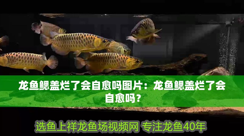 龍魚鰓蓋爛了會自愈嗎圖片：龍魚鰓蓋爛了會自愈嗎？