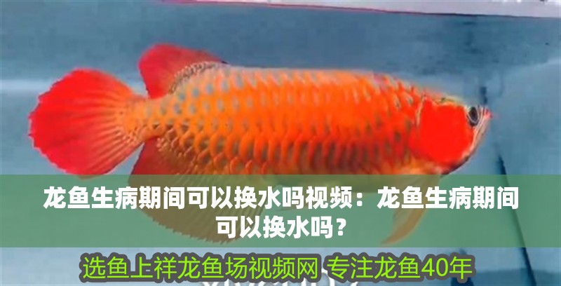 龍魚生病期間可以換水嗎視頻：龍魚生病期間可以換水嗎？