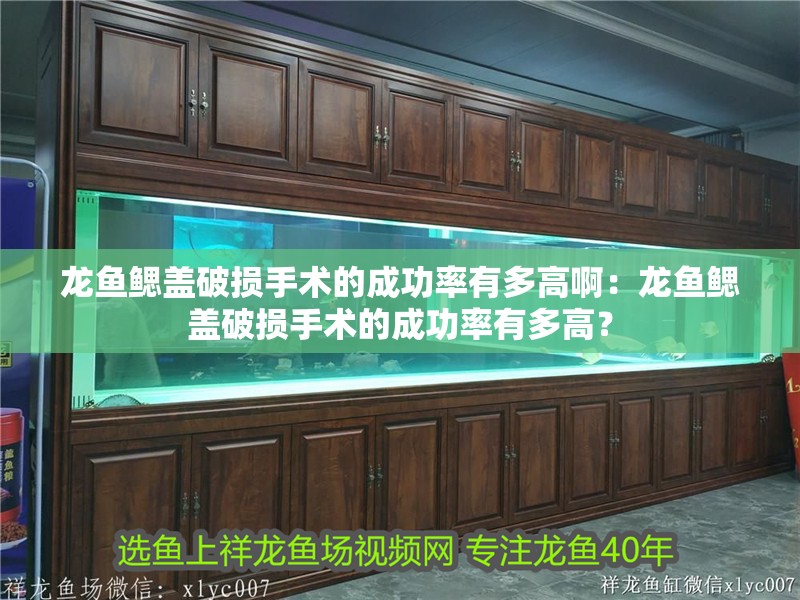 龍魚鰓蓋破損手術的成功率有多高啊：龍魚鰓蓋破損手術的成功率有多高？