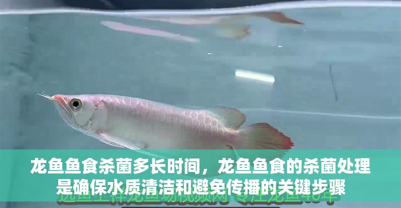 龍魚魚食殺菌多長時間，龍魚魚食的殺菌處理是確保水質清潔和避免傳播的關鍵步驟