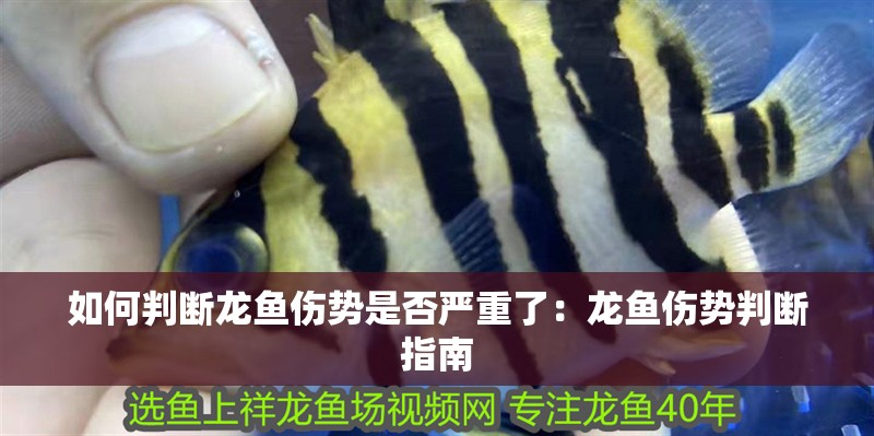 如何判斷龍魚傷勢是否嚴重了：龍魚傷勢判斷指南