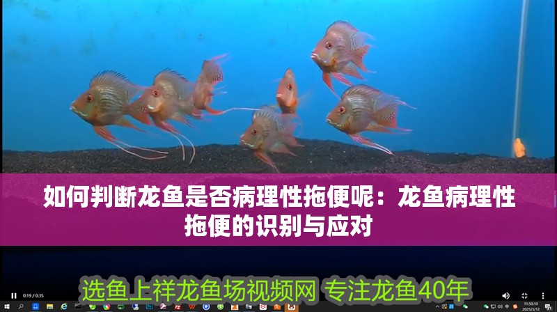 如何判斷龍魚是否病理性拖便呢：龍魚病理性拖便的識別與應對
