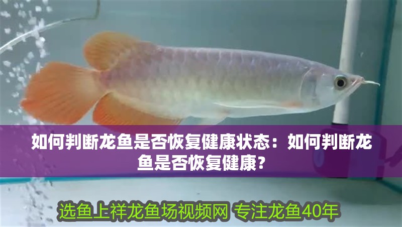 如何判斷龍魚是否恢復健康狀態：如何判斷龍魚是否恢復健康？
