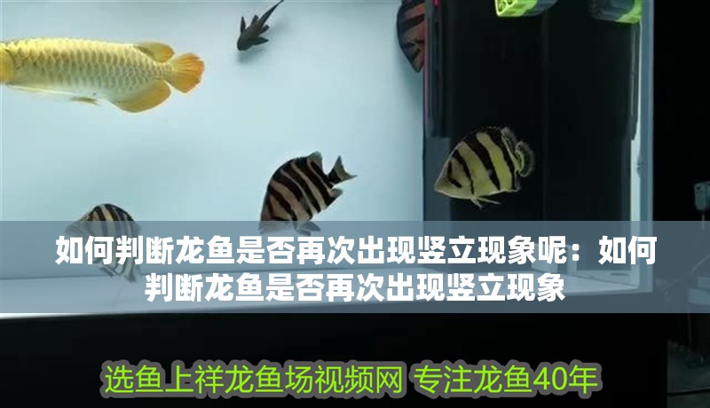 如何判斷龍魚是否再次出現豎立現象呢：如何判斷龍魚是否再次出現豎立現象