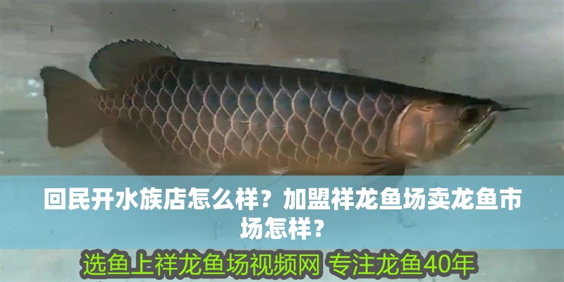 回民開水族店怎么樣？加盟祥龍魚場(chǎng)賣龍魚市場(chǎng)怎樣？
