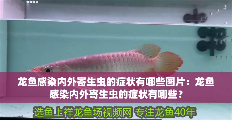 龍魚感染內(nèi)外寄生蟲的癥狀有哪些圖片：龍魚感染內(nèi)外寄生蟲的癥狀有哪些？