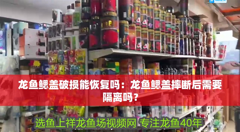 龍魚鰓蓋破損能恢復嗎：龍魚鰓蓋摔斷后需要隔離嗎？