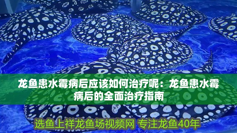 龍魚患水霉病后應該如何治療呢：龍魚患水霉病后的全面治療指南