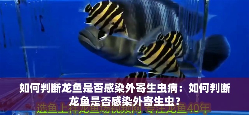 如何判斷龍魚是否感染外寄生蟲病：如何判斷龍魚是否感染外寄生蟲？