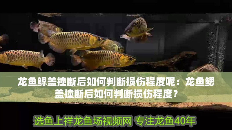 龍魚鰓蓋撞斷后如何判斷損傷程度呢：龍魚鰓蓋撞斷后如何判斷損傷程度？