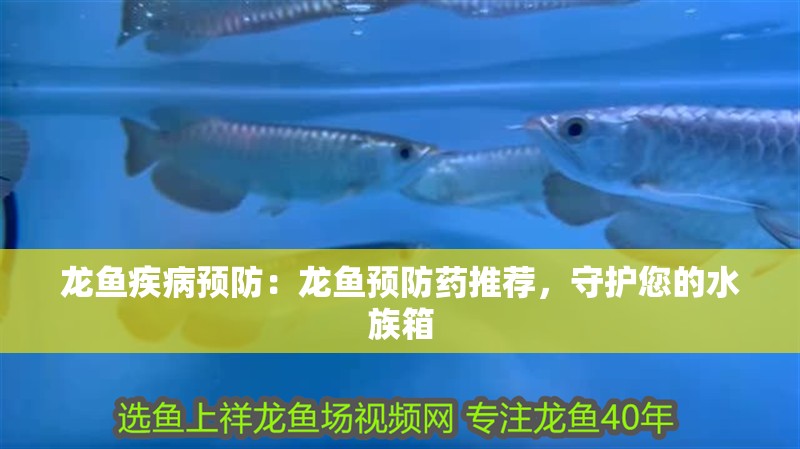 龍魚疾病預防：龍魚預防藥推薦，守護您的水族箱