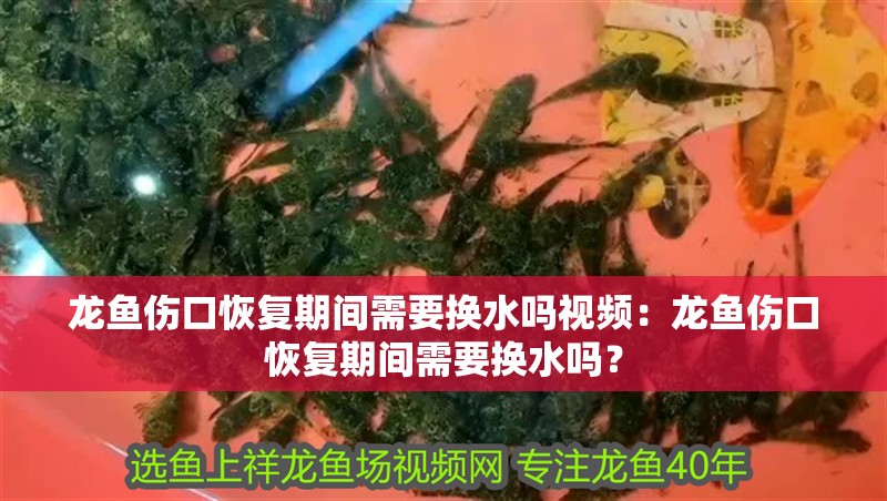 龍魚傷口恢復期間需要換水嗎視頻：龍魚傷口恢復期間需要換水嗎？