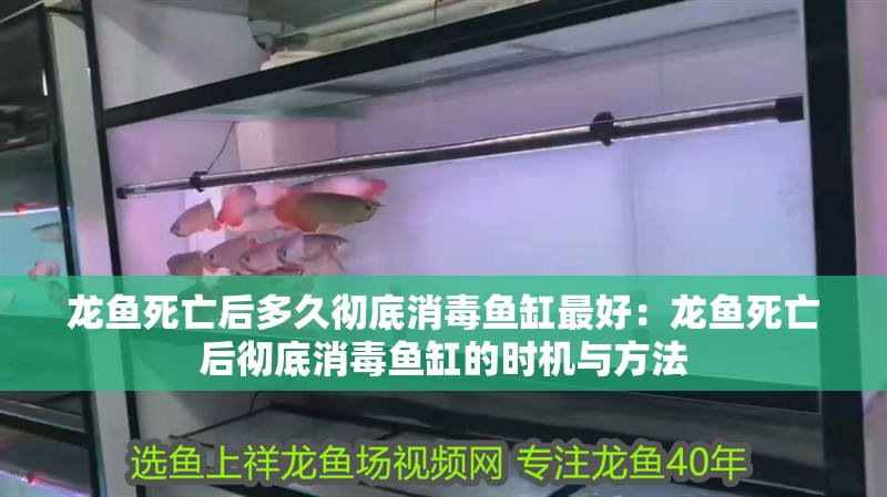 龍魚死亡后多久徹底消毒魚缸最好：龍魚死亡后徹底消毒魚缸的時機與方法
