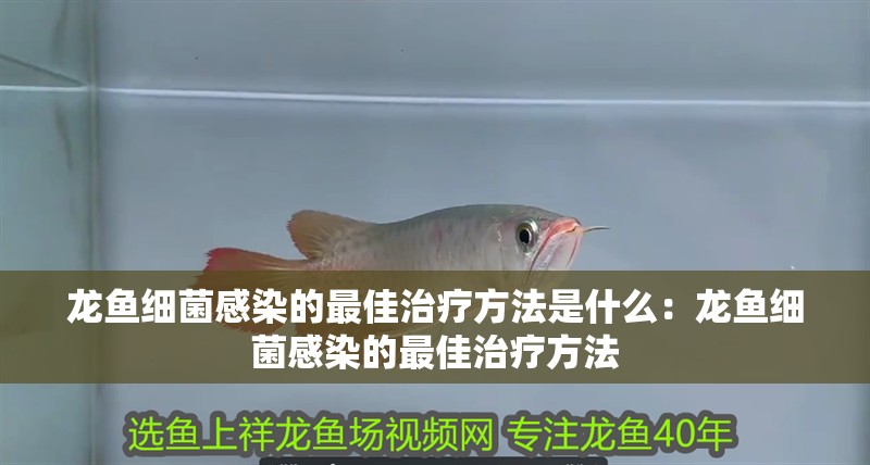 龍魚(yú)細(xì)菌感染的最佳治療方法是什么：龍魚(yú)細(xì)菌感染的最佳治療方法