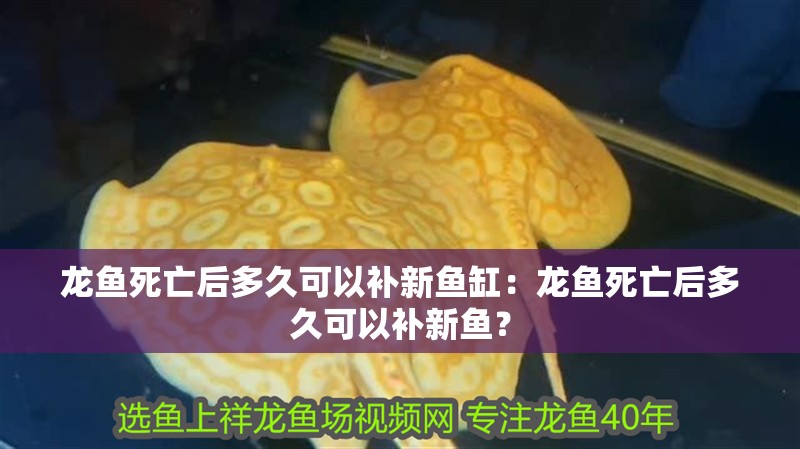 龍魚死亡后多久可以補新魚缸：龍魚死亡后多久可以補新魚？