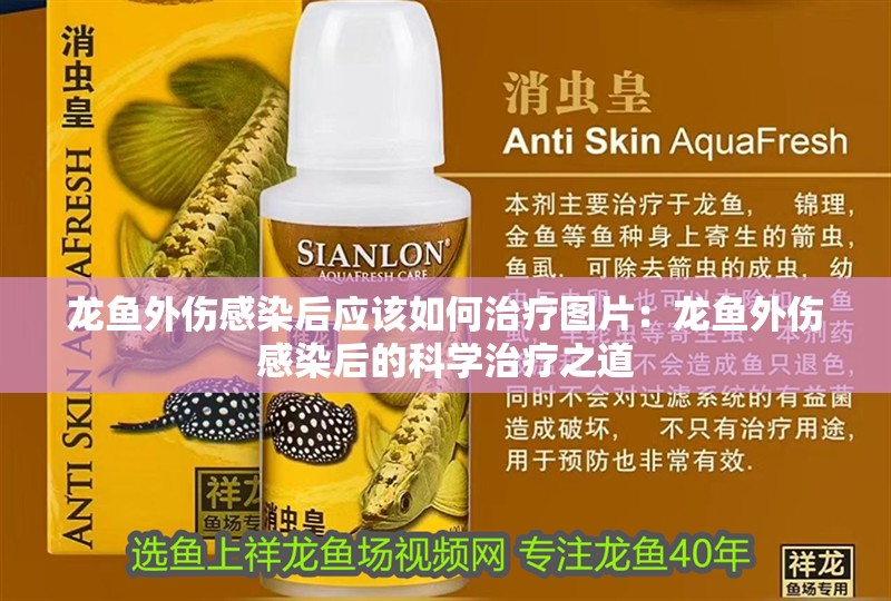 龍魚外傷感染后應該如何治療圖片：龍魚外傷感染后的科學治療之道