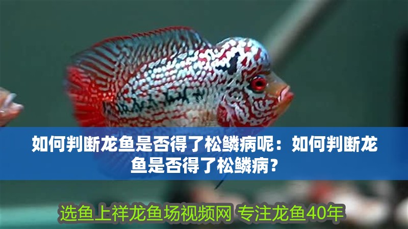 如何判斷龍魚是否得了松鱗病呢：如何判斷龍魚是否得了松鱗病？