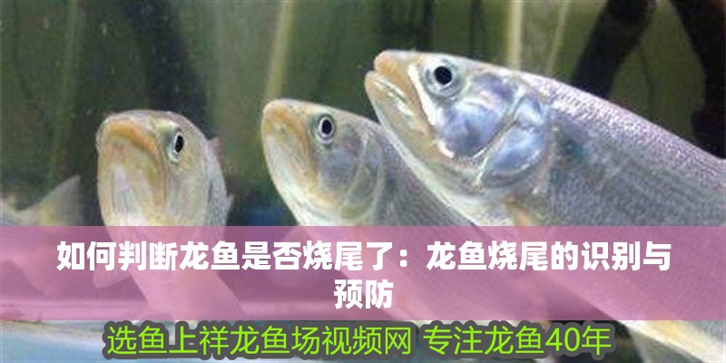 如何判斷龍魚是否燒尾了：龍魚燒尾的識別與預防