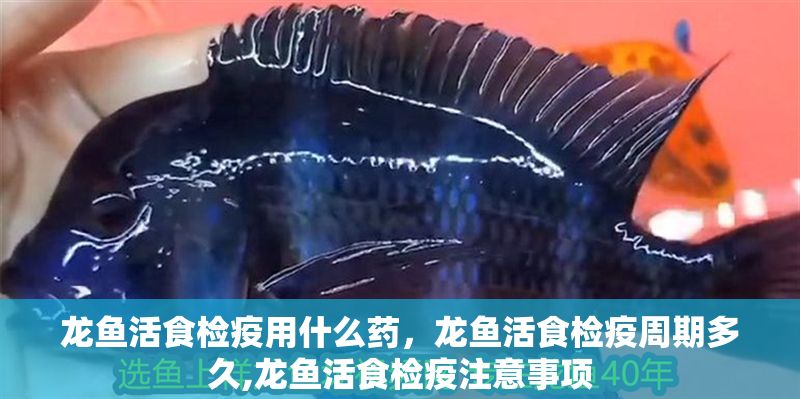 龍魚活食檢疫用什么藥，龍魚活食檢疫周期多久,龍魚活食檢疫注意事項