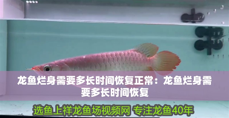龍魚爛身需要多長時間恢復正常：龍魚爛身需要多長時間恢復