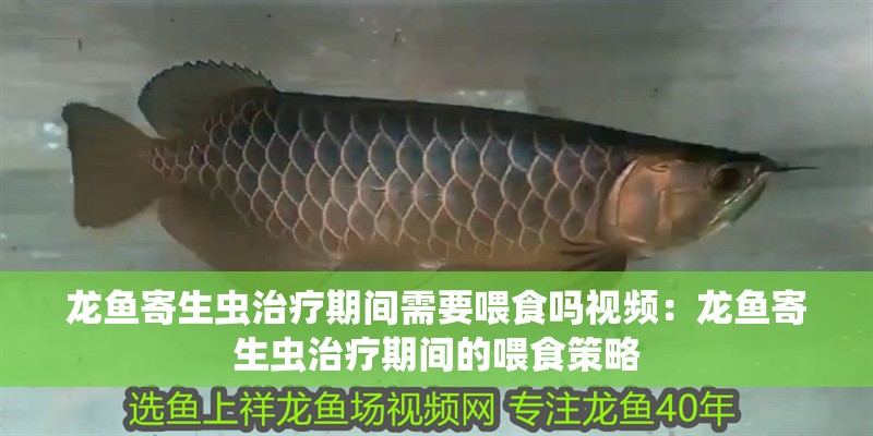 龍魚寄生蟲治療期間需要喂食嗎視頻：龍魚寄生蟲治療期間的喂食策略