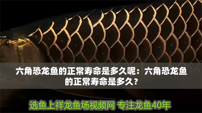 六角恐龍魚的正常壽命是多久呢：六角恐龍魚的正常壽命是多久？