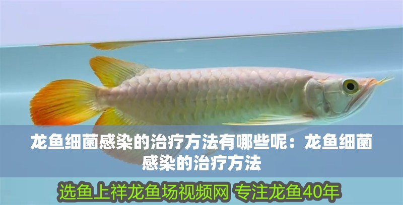 龍魚細菌感染的治療方法有哪些呢：龍魚細菌感染的治療方法