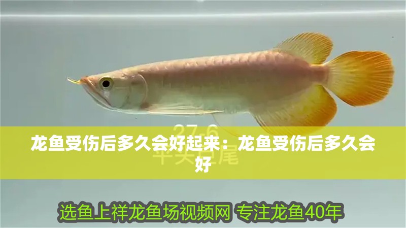 龍魚受傷后多久會(huì)好起來(lái)：龍魚受傷后多久會(huì)好