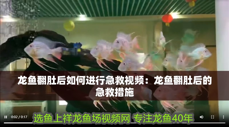 龍魚翻肚后如何進行急救視頻：龍魚翻肚后的急救措施