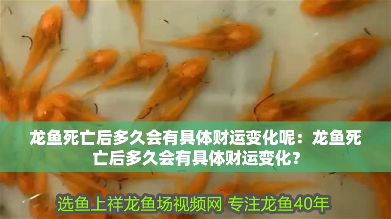 龍魚死亡后多久會有具體財(cái)運(yùn)變化呢：龍魚死亡后多久會有具體財(cái)運(yùn)變化？ 龍魚死亡后多久會有具體財(cái)運(yùn)變化呢：龍魚死亡后多久會有具體財(cái)運(yùn)變化？ 水族問答