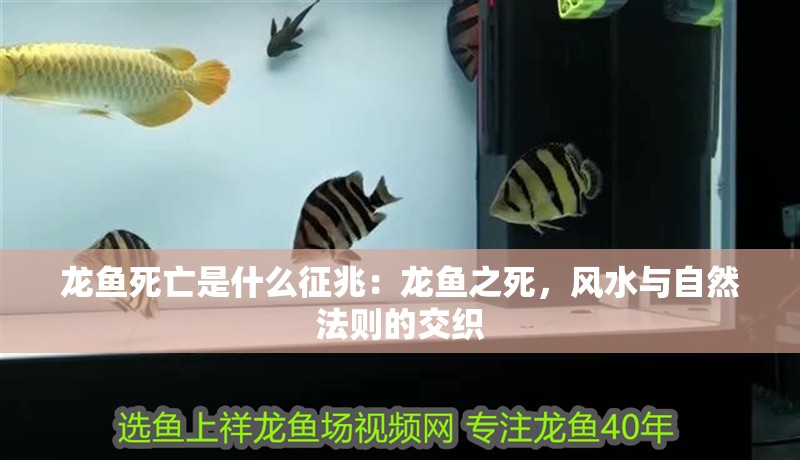 龍魚死亡是什么征兆：龍魚之死，風(fēng)水與自然法則的交織
