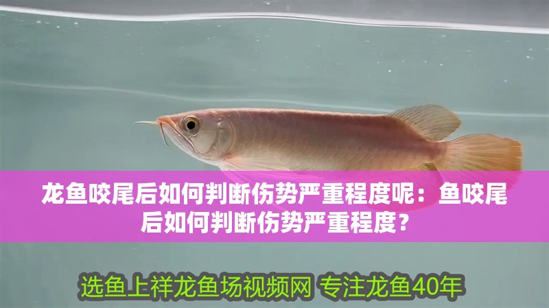 龍魚咬尾后如何判斷傷勢嚴重程度呢：魚咬尾后如何判斷傷勢嚴重程度？