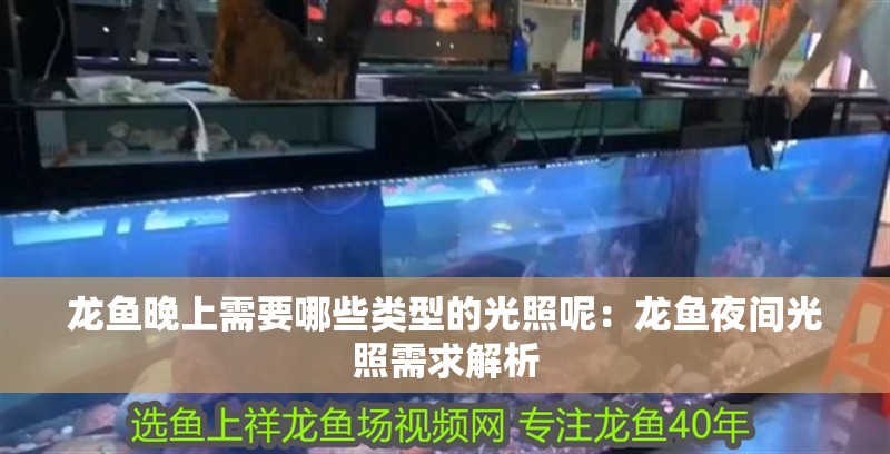 龍魚晚上需要哪些類型的光照呢：龍魚夜間光照需求解析