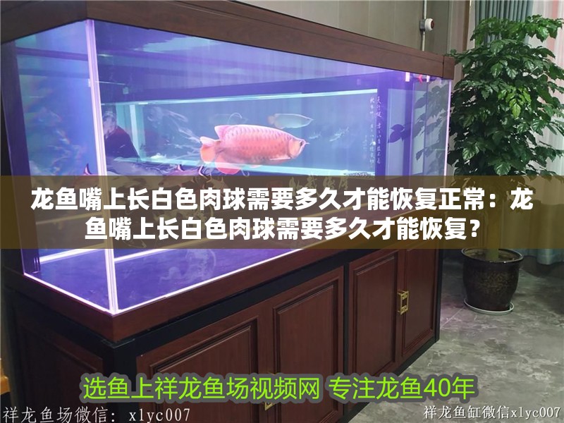龍魚嘴上長白色肉球需要多久才能恢復正常：龍魚嘴上長白色肉球需要多久才能恢復？