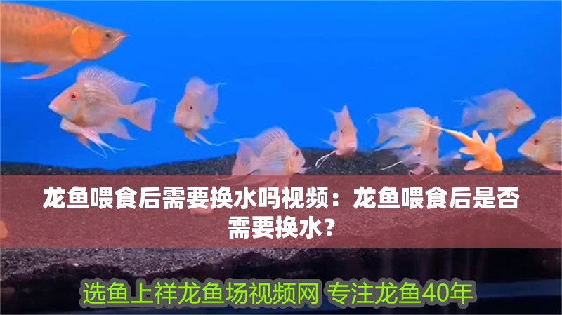 龍魚喂食后需要換水嗎視頻：龍魚喂食后是否需要換水？
