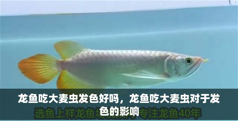 龍魚吃大麥蟲發色好嗎，龍魚吃大麥蟲對于發色的影響