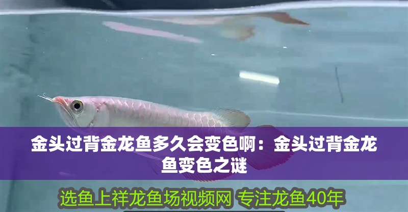 金頭過背金龍魚多久會變色啊：金頭過背金龍魚變色之謎