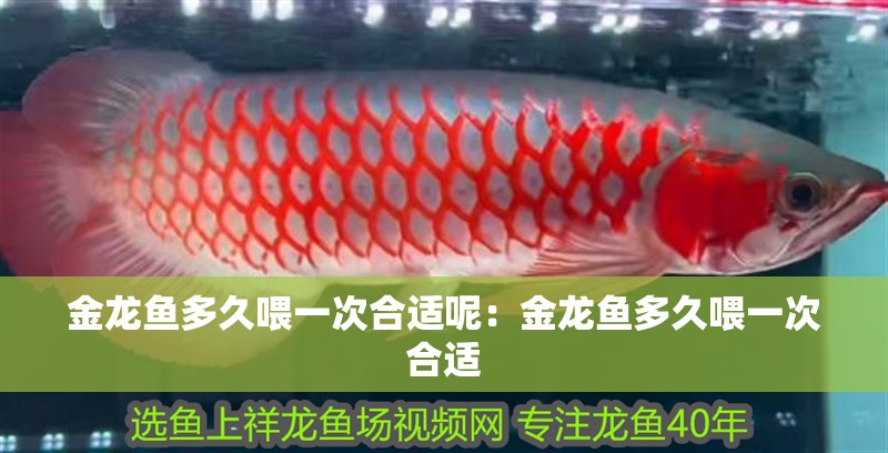 金龍魚(yú)多久喂一次合適呢：金龍魚(yú)多久喂一次合適