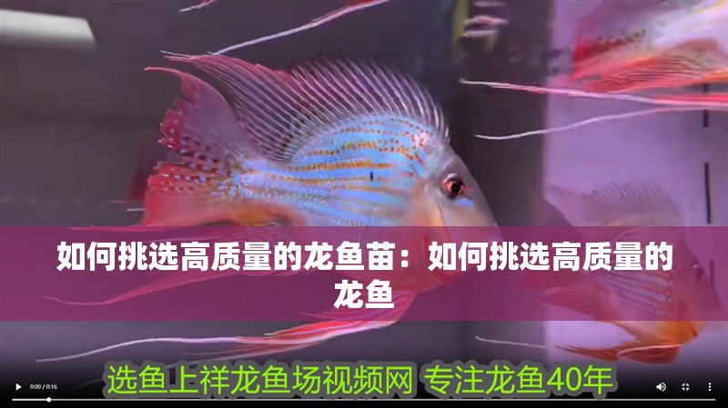 如何挑選高質量的龍魚苗：如何挑選高質量的龍魚