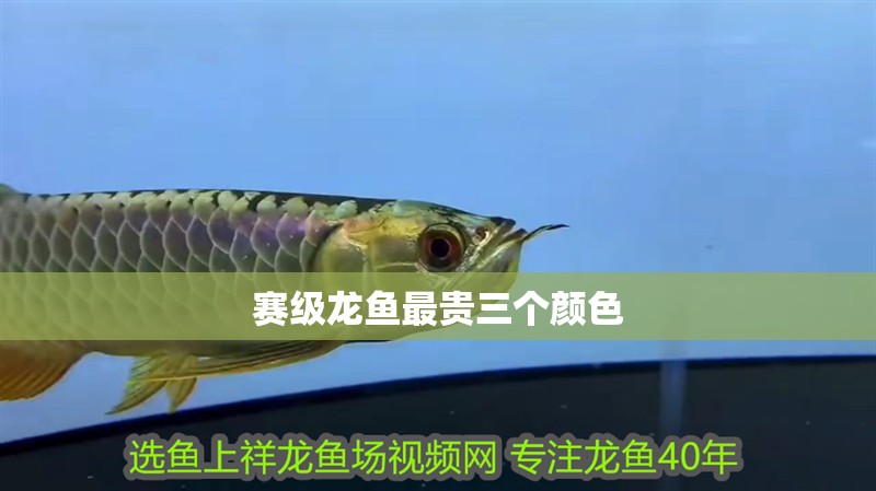 賽級龍魚最貴三個顏色