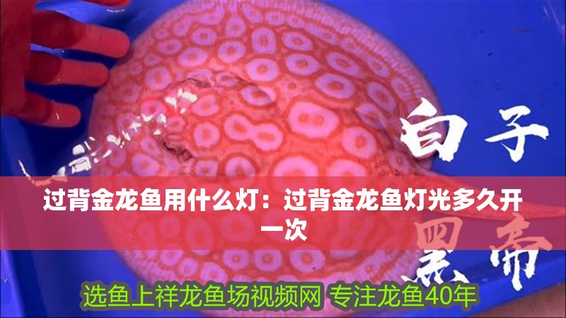 過背金龍魚用什么燈：過背金龍魚燈光多久開一次