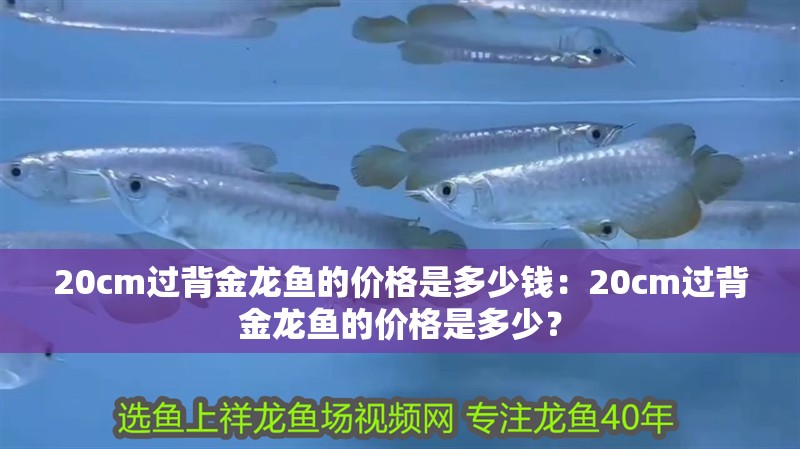 20cm過(guò)背金龍魚(yú)的價(jià)格是多少錢(qián)：20cm過(guò)背金龍魚(yú)的價(jià)格是多少？