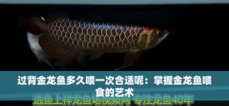 過背金龍魚多久喂一次合適呢：掌握金龍魚喂食的藝術
