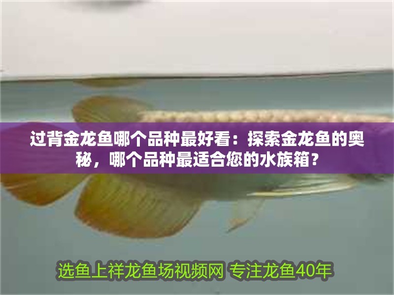 過背金龍魚哪個品種最好看：探索金龍魚的奧秘，哪個品種最適合您的水族箱？