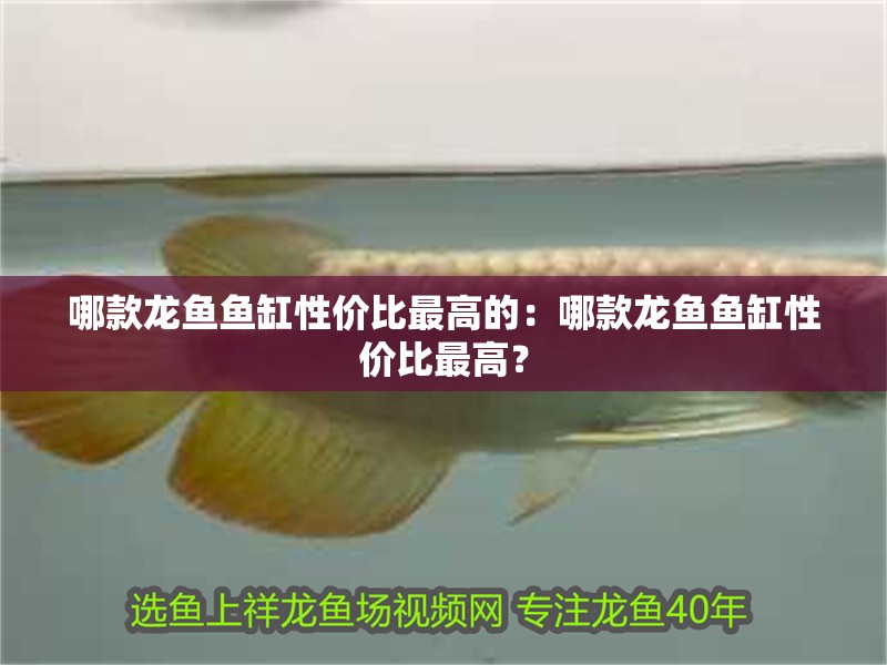 哪款龍魚魚缸性價比最高的：哪款龍魚魚缸性價比最高？