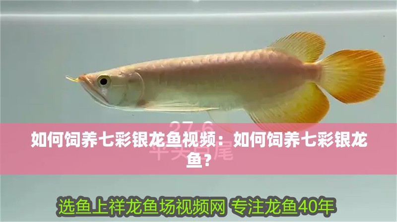 如何飼養(yǎng)七彩銀龍魚視頻：如何飼養(yǎng)七彩銀龍魚？