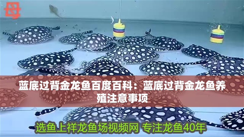 藍底過背金龍魚百度百科：藍底過背金龍魚養殖注意事項